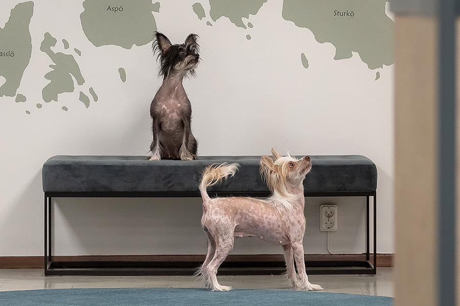 Hundar välkomna – Drottninggatans Vandrarhem Hundar välkomna - Drottninggatans Vandrarhem