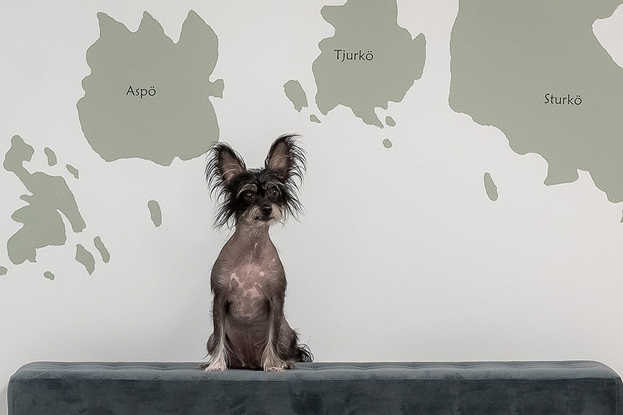 Hundar välkomna – Drottninggatans Vandrarhem Hundar välkomna - Drottninggatans Vandrarhem